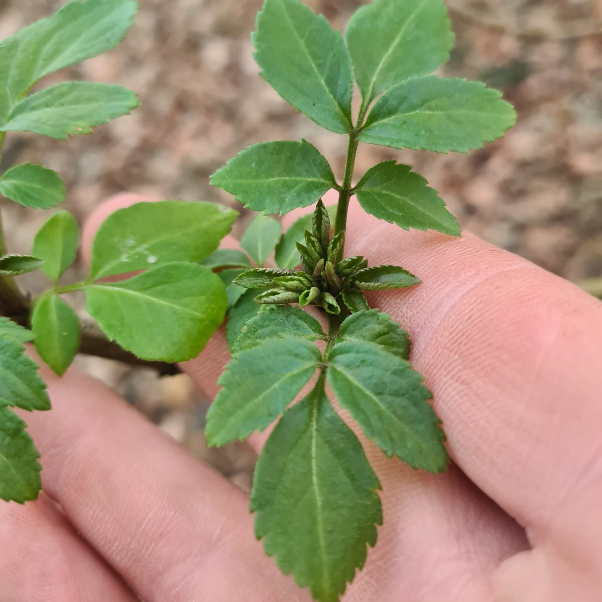 Inside Out - Bushcraft & Adventure tweet media