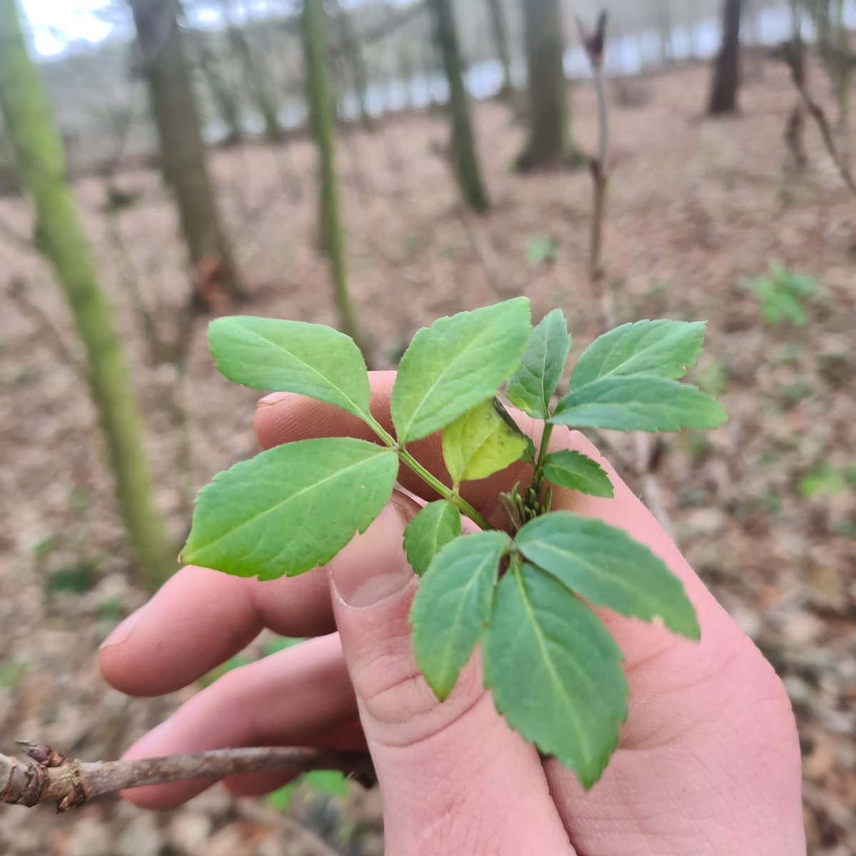 Inside Out - Bushcraft & Adventure tweet media