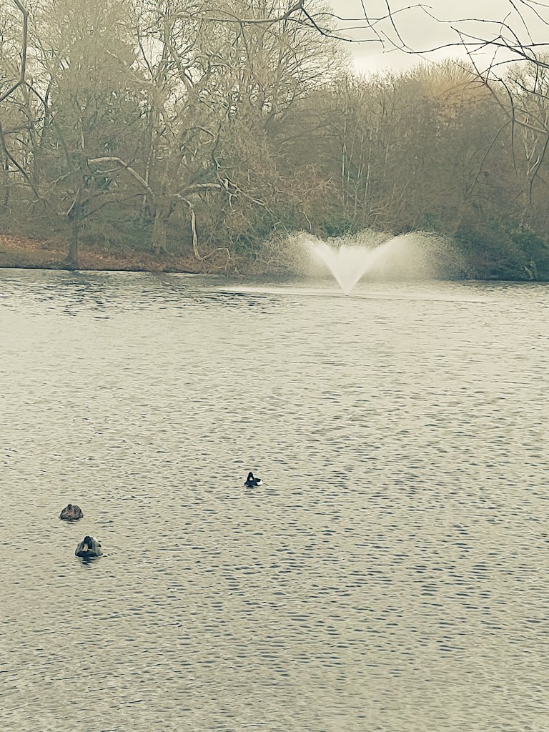 Good birding on lakes at Essex uni today. Along with the usual suspects there was a small crew of very easily spooked (I think) goosander, a tufted duck hanging with the mallards &amp; then turned &amp; realised there was a heron just standing quite calmly a little along the bank from me
