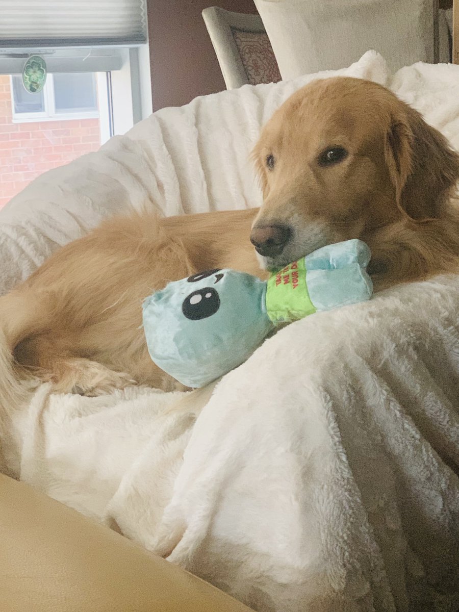 This month’s ⁦<a href="/barkbox/">BarkBox</a>⁩ was a hit! McPaddy loves his little alien toy!