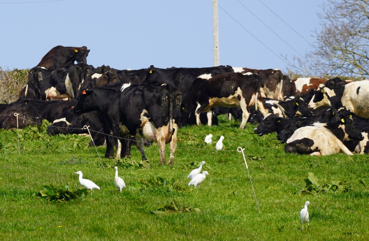 RoystonPorter's tweet photo. When you only want one and 20-30 turn up March 2022 Dawlish Warren Cattle egret .2023? https://t.co/brTwtDHZp5