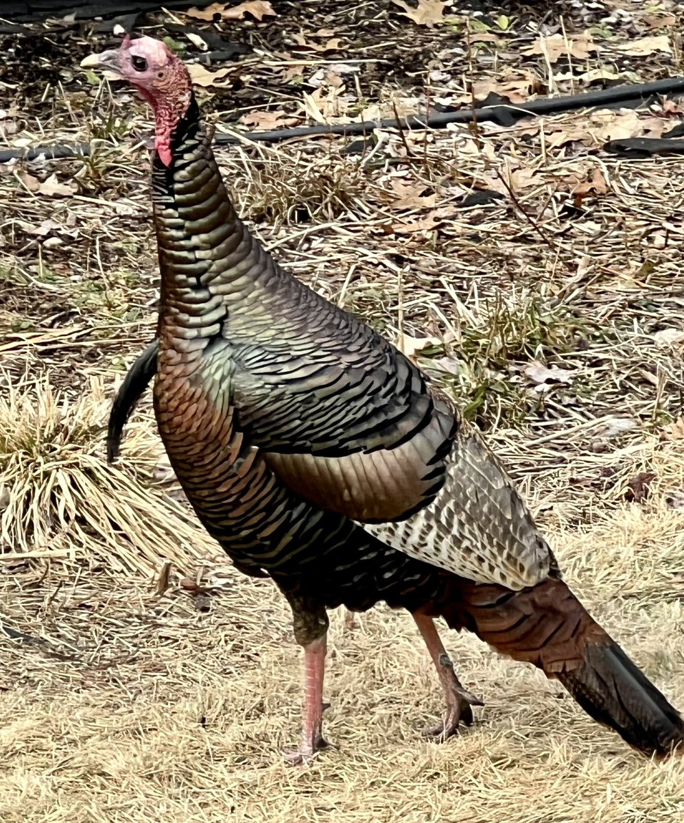 Wild turkeys in our backyard eating the seed that the birds are dropping from the feeders!!