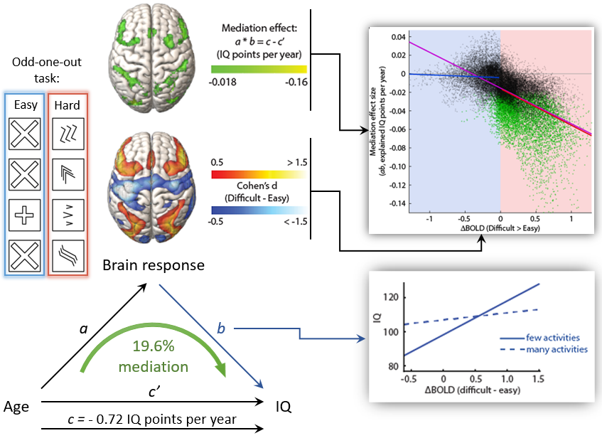 djmitch81's tweet photo. New paper linking normal human aging, intelligence, brain activity, and exercise…
https://t.co/I3bgB3IfUH  (1/15) 🧵 https://t.co/UThjkFbNZH