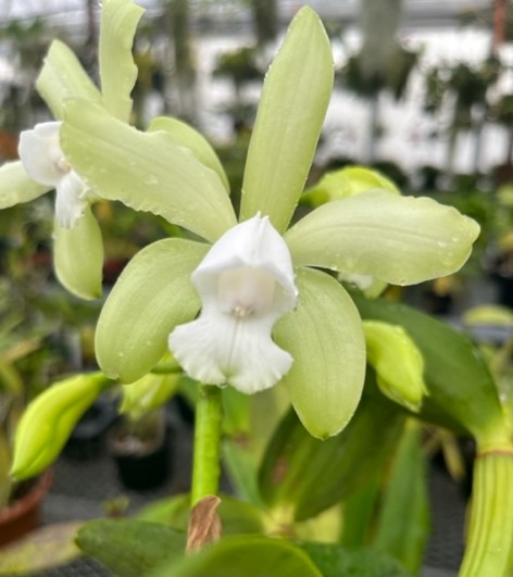 Another gorgeous Cattleya from Tom Pickford ✨ Cattleya tigrina f. alba

#cattleyaorchid #cattleyaflower #flowers #growingflowers #orchidsofinstagram