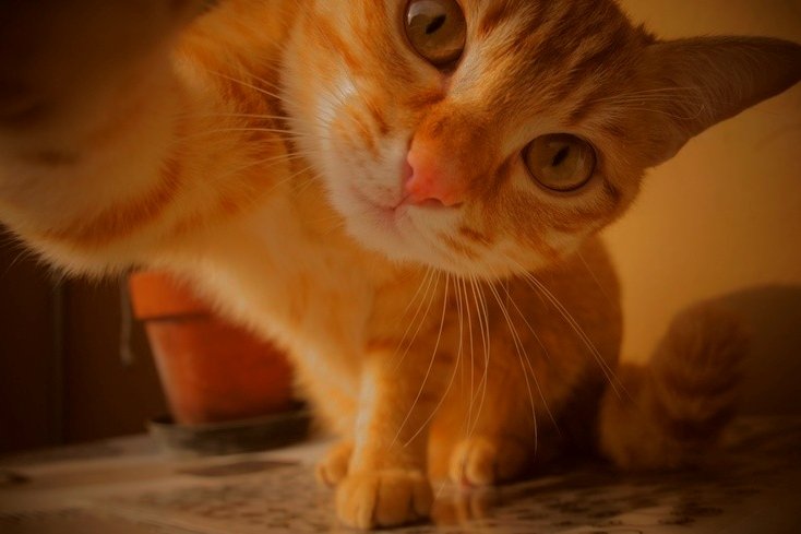 kirikatkat's tweet photo. Я ухожу на рест!
Сейчас для меня в приоритете подготовка к егэ и успешная сдача экзаменов в мае, а соцсети отнимают слишком много времени. 

Мой тгк, куда я буду продолжать постить контент и делиться своей жизнью: https://t.co/8PxuBARYmL

Буду рада встретиться с вами там💌 https://t.co/ORfaC6BBGH