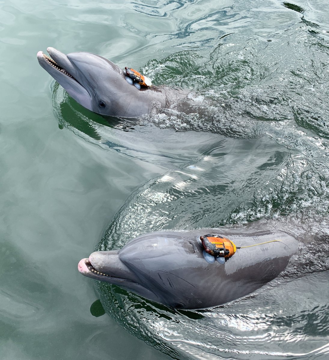 PernilleMS's tweet photo. We investigated the effect of noise on coordination between two bottlenose dolphins performing a cooperative task, while exposing them to increasing levels of noise. Both dolphins were wearing sound- and movement recording #DTAGs allowing us to examine their vocal behaviour. https://t.co/fPvRlmV7w8