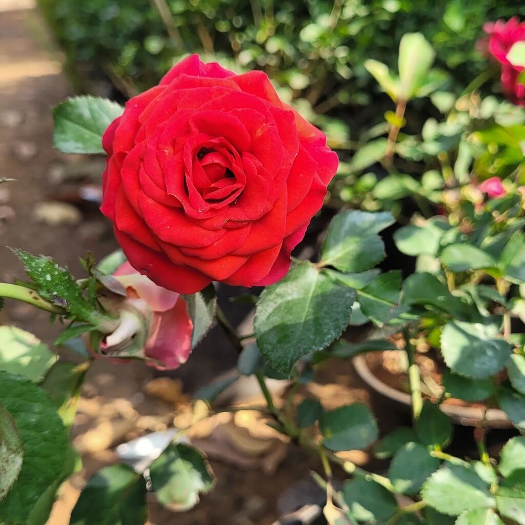 plant_ship's tweet photo. Beautiful rose flowers

#rose #winterflowers #plantship #plantshipjaipur https://t.co/v6holjgi7Q