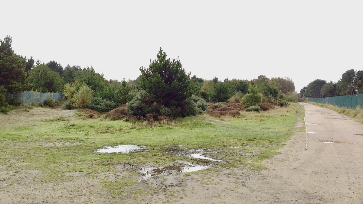 DunesSefton's tweet photo. ⏪ THROWBACK THURSDAY! ⏪

This is The Triangle #DuneHeath. What a difference 3 years of restoration work makes! 🎉

We have been able to give the #heather and #dunegrasslands space to breathe and now they’re flourishing and looking pretty amazing! 🌼 🦋🦎 🐝 🐞

📷:Natalie Hunt https://t.co/2fuJqYymQM