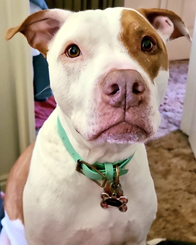 Finawee, my momma gives me big #Lovies cuz I no stink no mores!! 🐶🚿❤️   
#iHateBathtime #allergies 
.
.
.
.
#bradlypit #furbaby #dogsoftwitter #DogsofTwittter #rednose #pitbull #dog <a href="/Chewy/">Chewy</a> <a href="/tito1837/">tito thanadabouth</a> <a href="/i_am_TheSparrow/">They call me Sparrow</a>