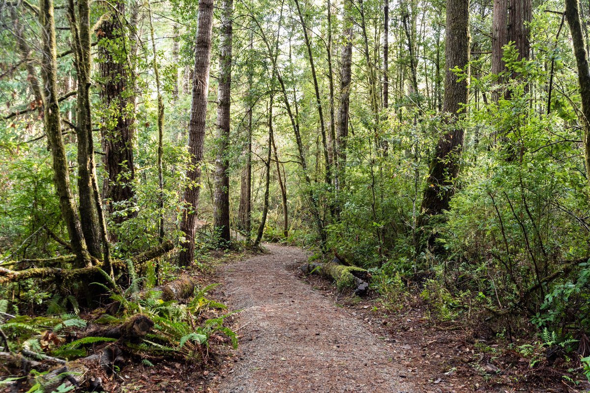 SmithRiverCA's tweet photo. Join us on this upcoming community hike on Sat, Jan. 21 at 10 AM for a New Year’s resolution hike of one of the newest RNSPs trails in Del Norte! 

We are meeting outside the Hiouchi Cafe before starting the short 1.5-2 mile round trip hike. https://t.co/ccIpy5wAOE