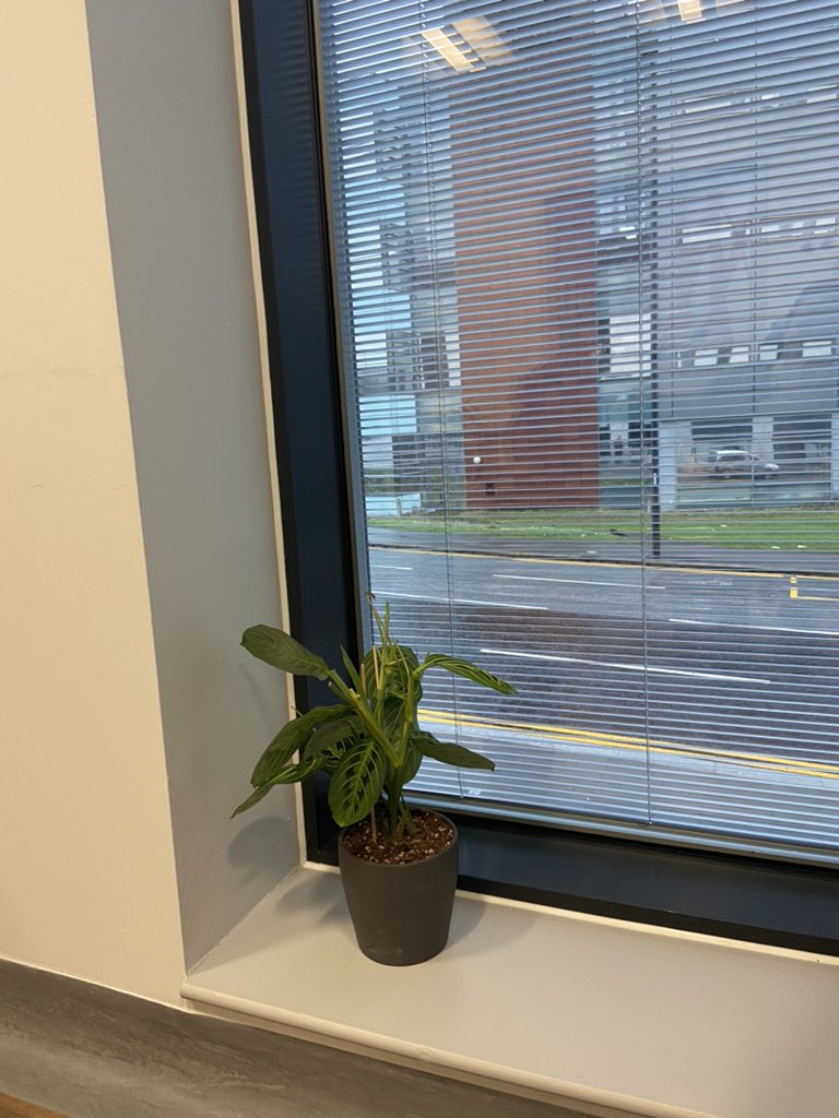 Our lovely new plant brightening Therapies office thanks to <a href="/GreenerLUHFT/">Sustainability @ LUHFT</a> and <a href="/LuhftWellbeing/">LUHFT Wellbeing</a> 
What a great day yesterday showing all the initiatives available for staff health and well-being!