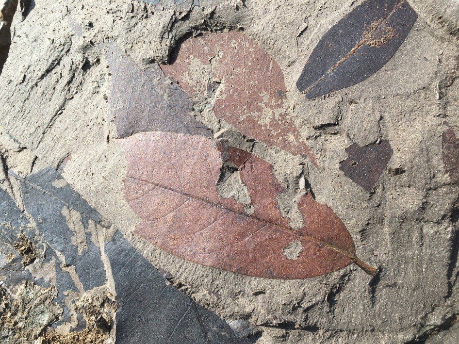 Fossil Bonanza tweet media