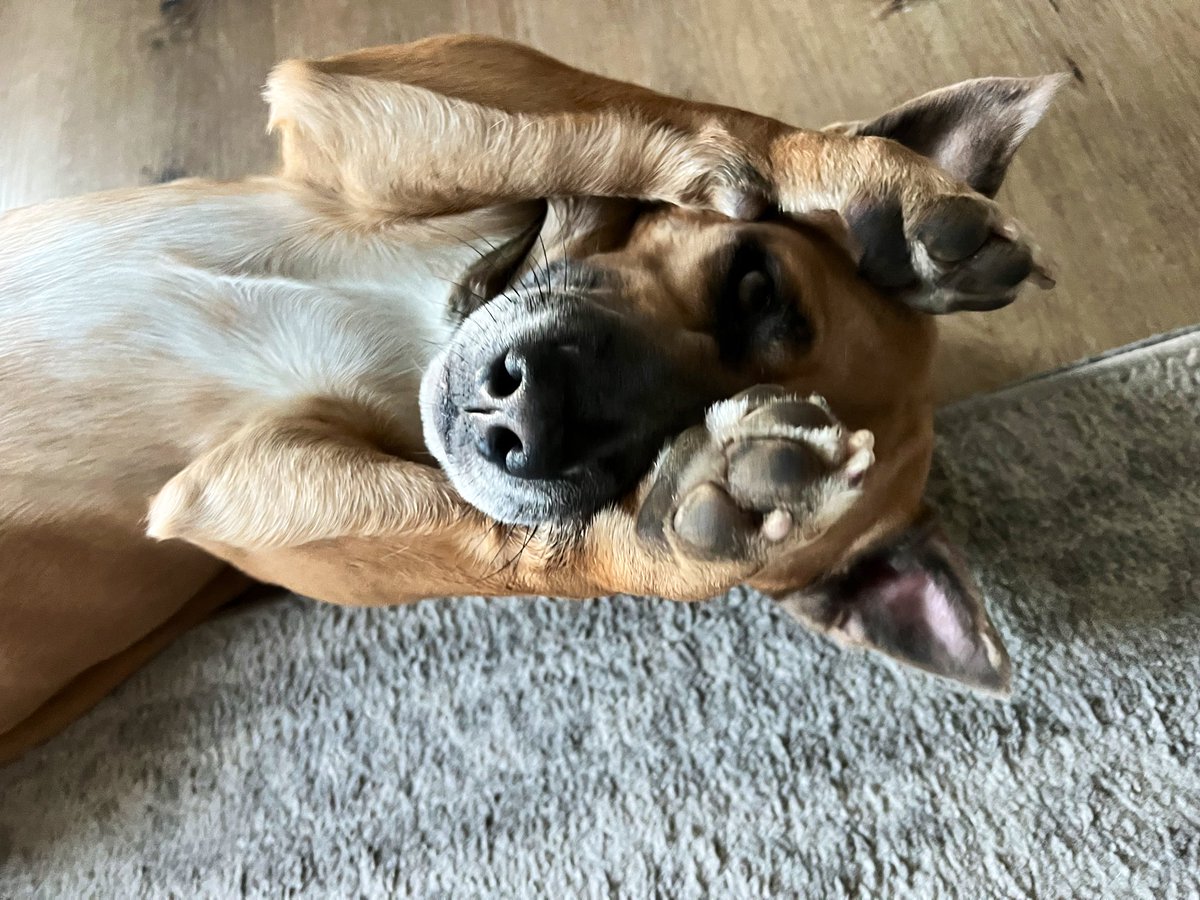Timeline cleanse courtesy of my Pit Bull/German shepherd/Shitzu  🐾🐾❤️