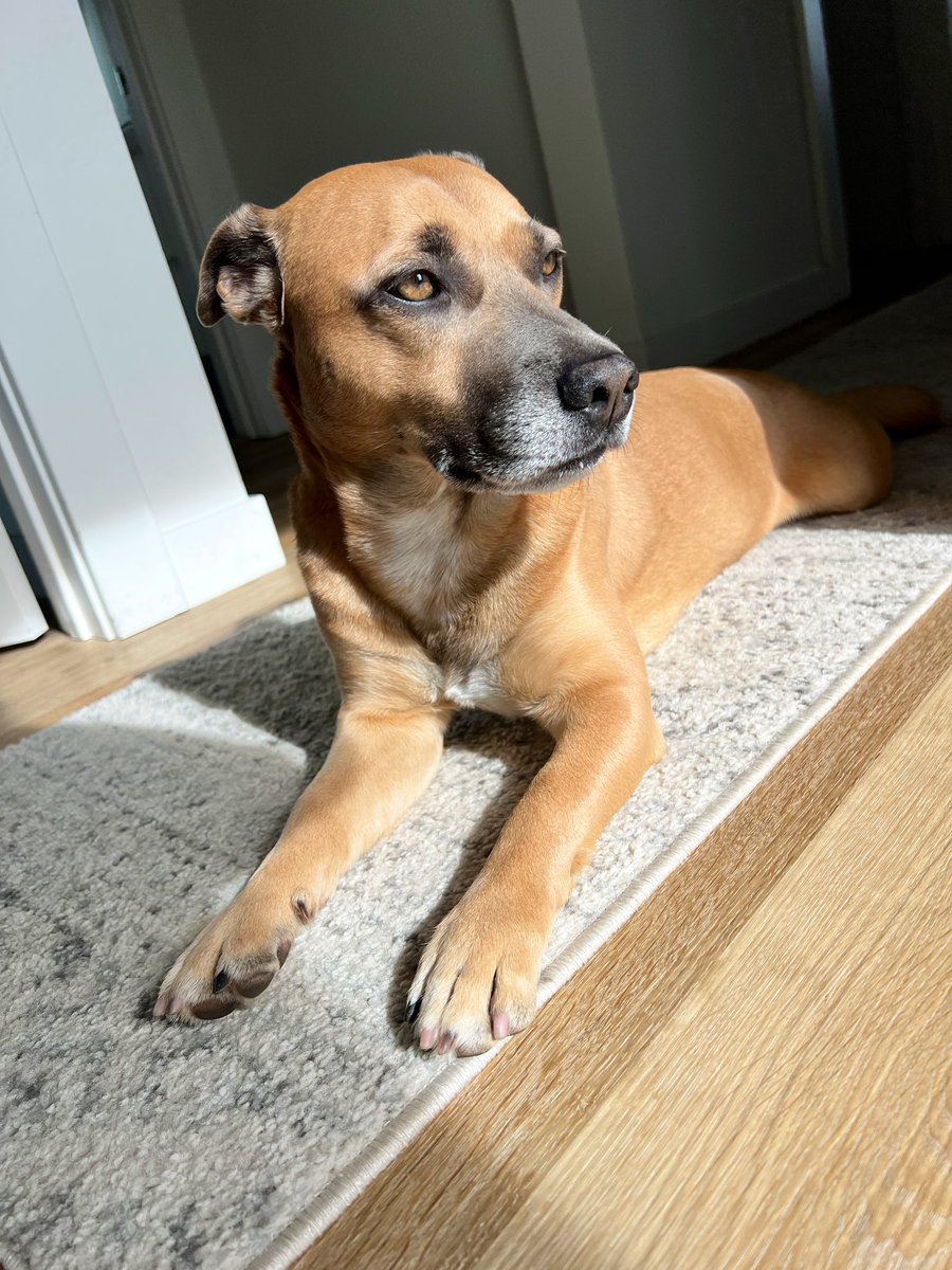 Francesca Hogi tweet media