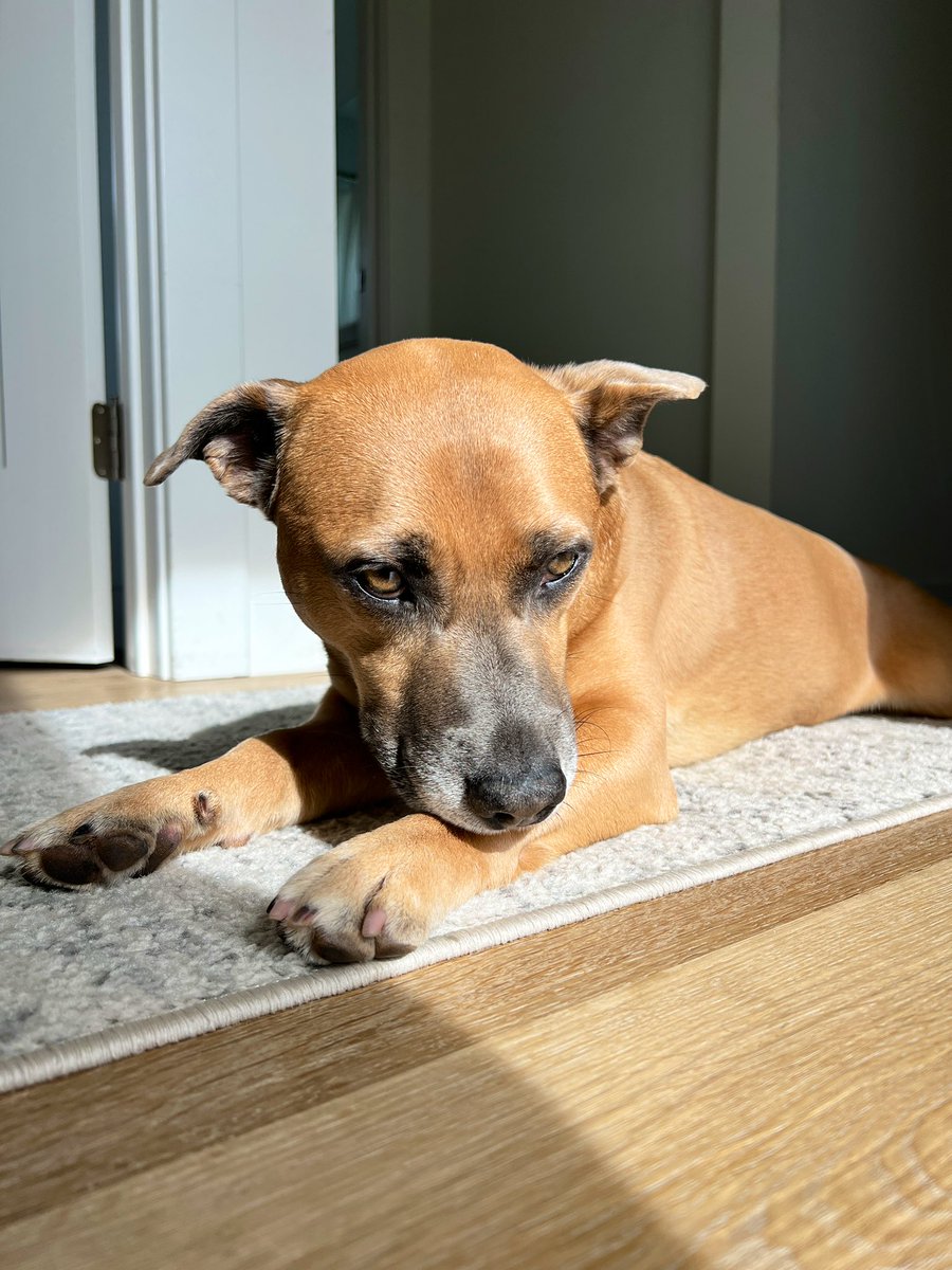 Francesca Hogi tweet media