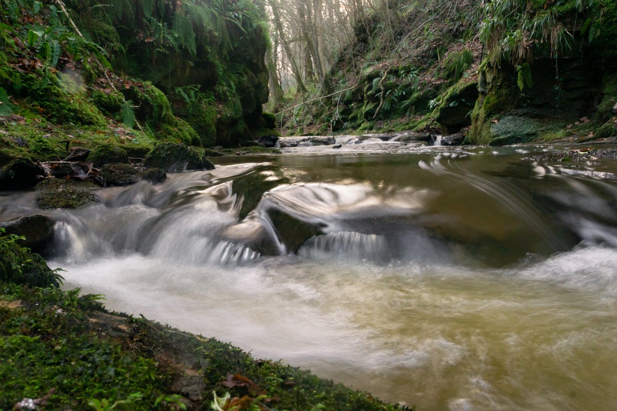 LSMetcalfe's tweet photo. Woodland and beck wandering, practicing handheld shots.
#NorthYorkshire #woodland #woodlandandwater #beck https://t.co/znkAbUGC1k