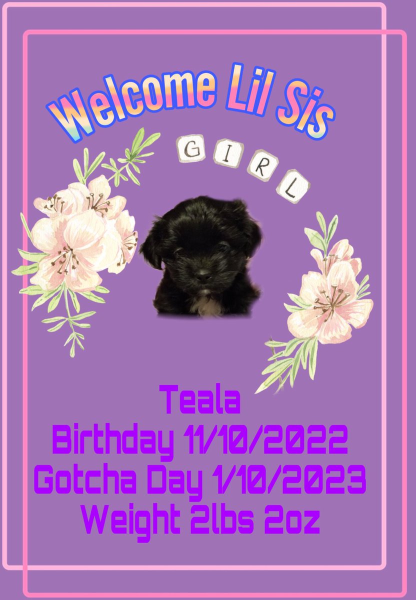 Everyone we gots a baby sisfur Teala meet the world, world meet Teala #sisters #itsagirl #dogsoftwitter #dogs #CatsOfTwitter #anipals #ZSHQ