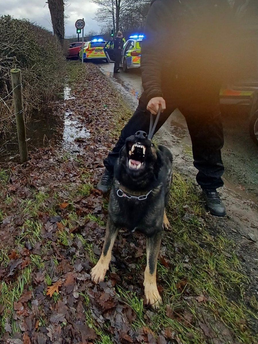 ChNWPoliceDogs's tweet photo. Brilliant teamwork today from Cheshire RPU, Alliance Firearms and PD Lex and handler. Following a pursuit the driver decided to decamp from the vehicle, he was quickly followed by PD Lex who detained him. 

Male arrested for drug and driving offences.

#PDLex https://t.co/6wm9wqOsGS