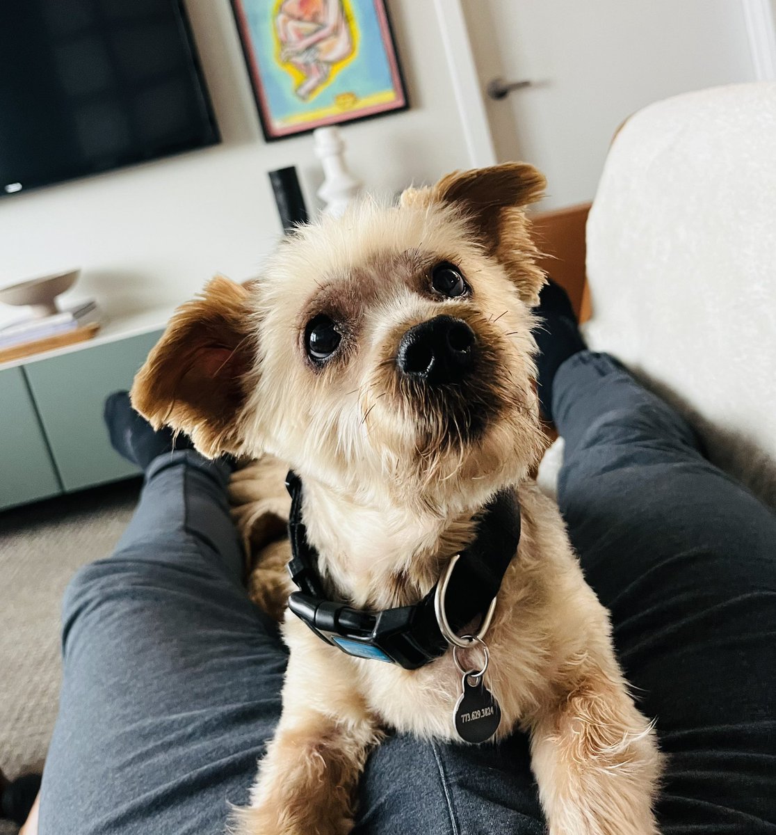 YourNewDadXXX's tweet photo. My special little gentleman. He’s had it tough since saying goodbye to his brother and best friend last month, but Baxter is slowly coming around. #goodboy #snugglemonkey #puppy https://t.co/Pu6RiYaCY0