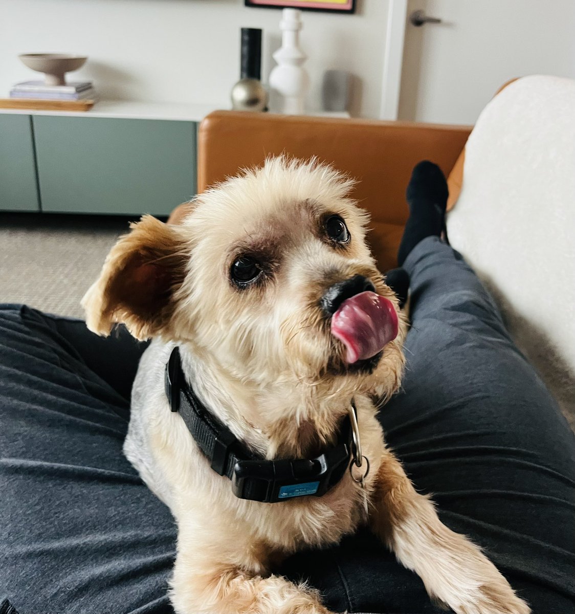 YourNewDadXXX's tweet photo. My special little gentleman. He’s had it tough since saying goodbye to his brother and best friend last month, but Baxter is slowly coming around. #goodboy #snugglemonkey #puppy https://t.co/Pu6RiYaCY0