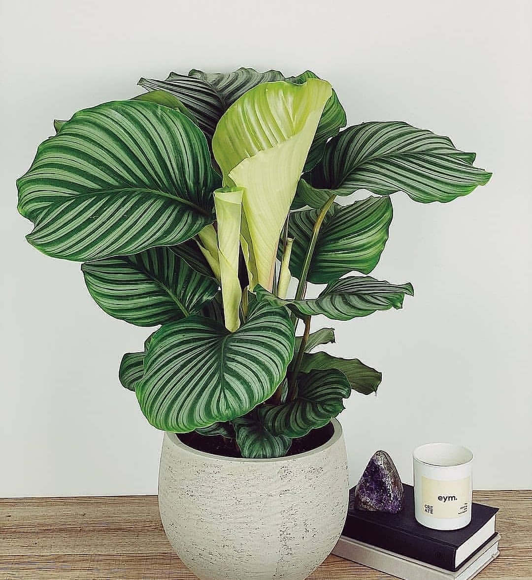 HobbyistPlant's tweet photo. The way these leaves unfurl 🌿 https://t.co/xl1et9jF1e