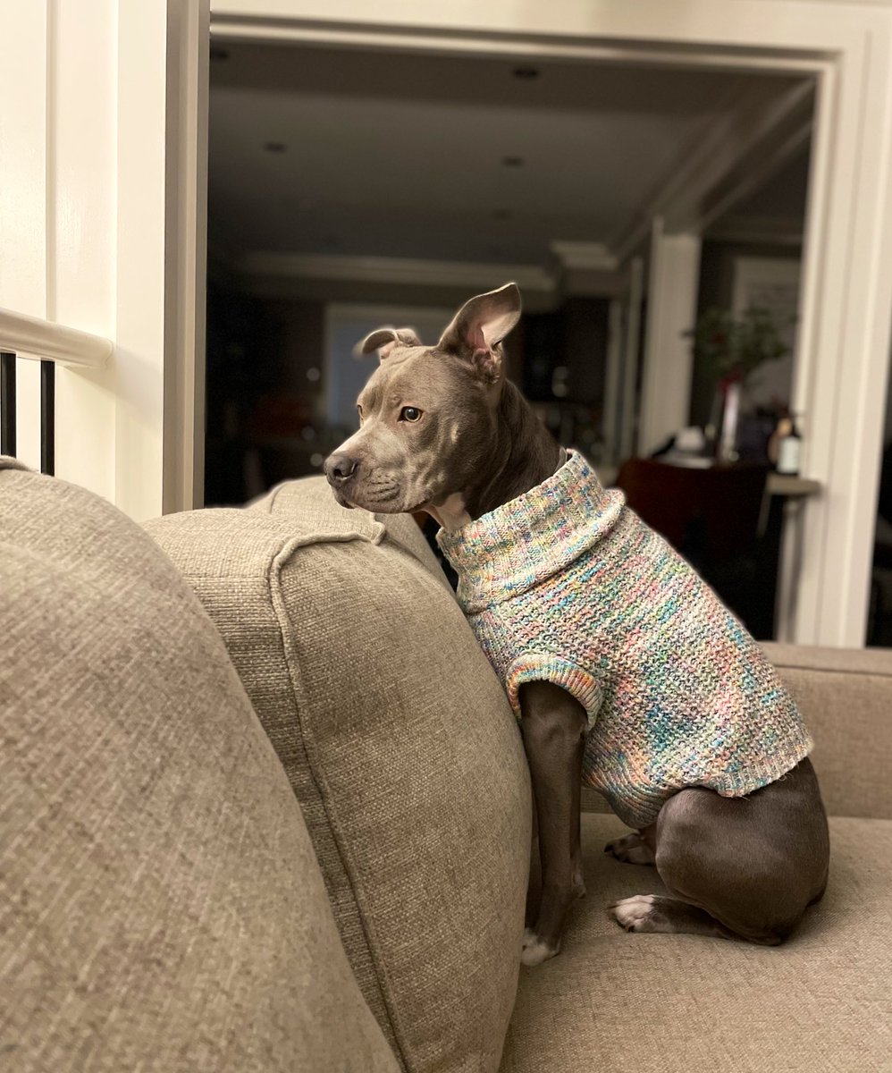 Luci the Pittie🐾 tweet media