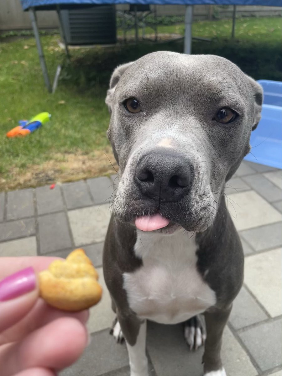 Luci the Pittie🐾 tweet media