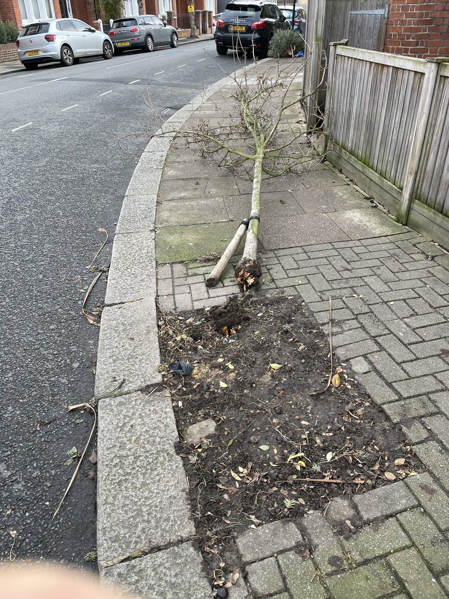 WandsworthTrees's tweet image. Now that’s what I call service! Tree casualty reported Jan 6, replaced within a week by a lovely Tibetan Cherry. Thank you @EnableParks @wandbc. Tonight’s #treewarden New Year Party will be impressed😊🌳