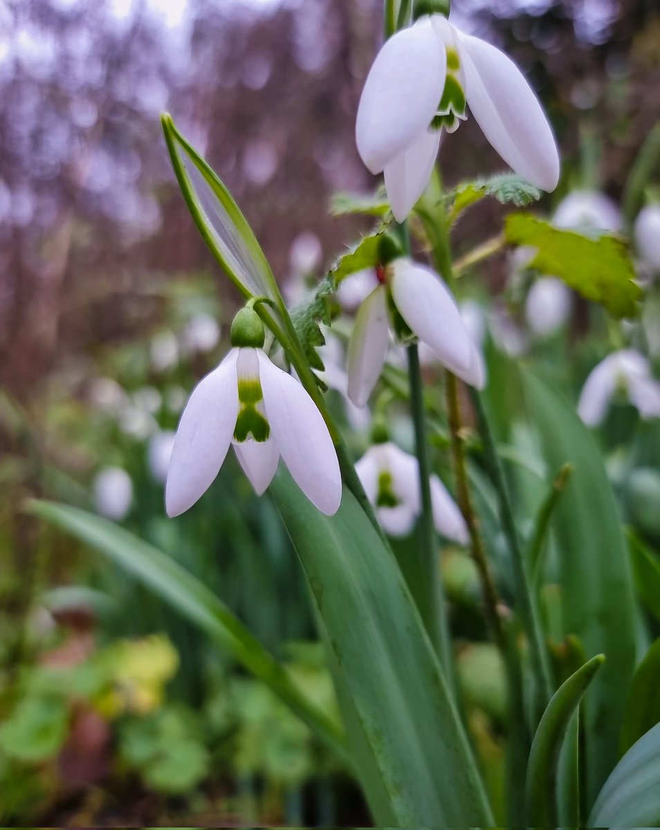 bracealmighty's tweet image. Normally I'm excited about seeing the spring flowers popping up - I love spring - but it's January 12th! Those STILL denying climate change need to look around them. Scary (albeit beautiful) times ahead folks. #ClimateEmergency #springalready #snowdrops #daffodils @BBCSpringwatch