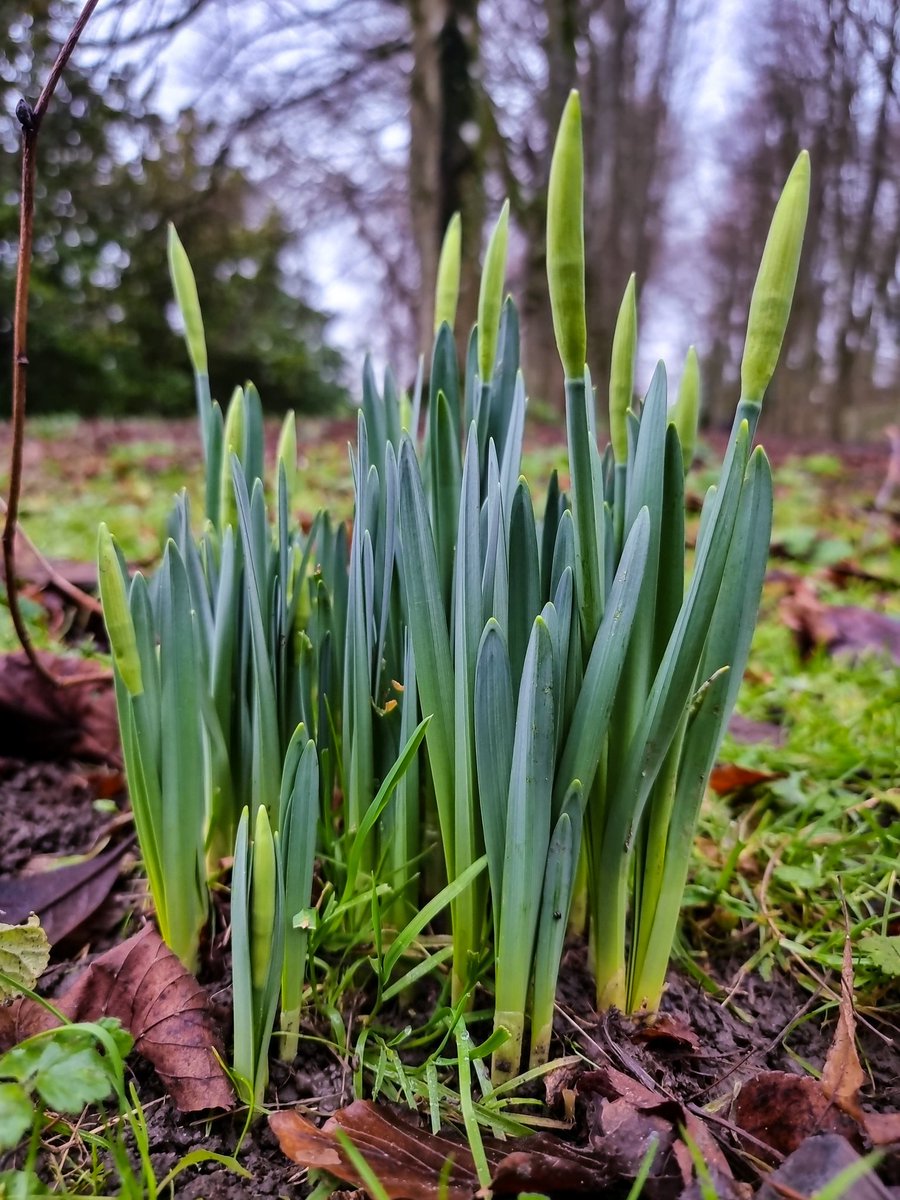 bracealmighty's tweet image. Normally I'm excited about seeing the spring flowers popping up - I love spring - but it's January 12th! Those STILL denying climate change need to look around them. Scary (albeit beautiful) times ahead folks. #ClimateEmergency #springalready #snowdrops #daffodils @BBCSpringwatch