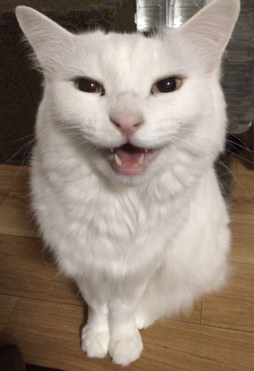 篠原烏童 tweet media