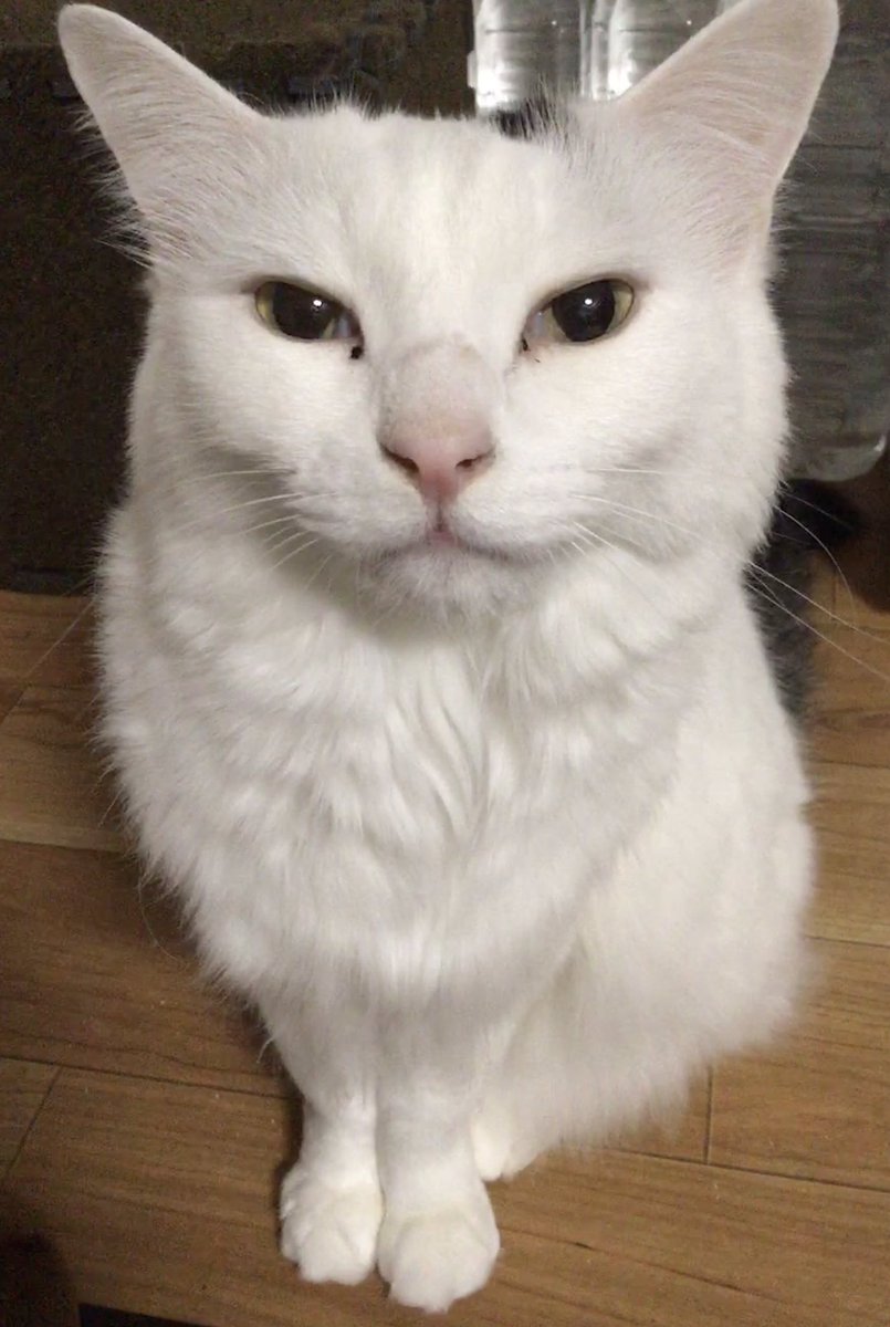 篠原烏童 tweet media