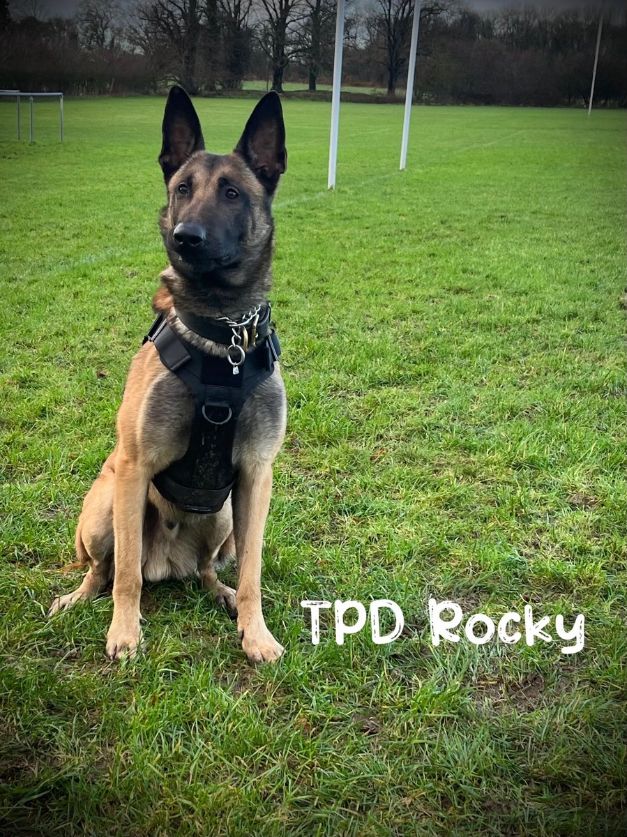 HantsTVPolDogs's tweet photo. Say hello ๐ to our new recruits who started their GP initial training this weekโฆ TPDโs Aldo, Axel, Raven and Rockyโฆ.wish them luck over the next 12 weeks and follow their progress here ๐พ๐๐ค๐ป #NewDogs #PoliceDogToBe #GPInitial https://t.co/WaExk2VypO