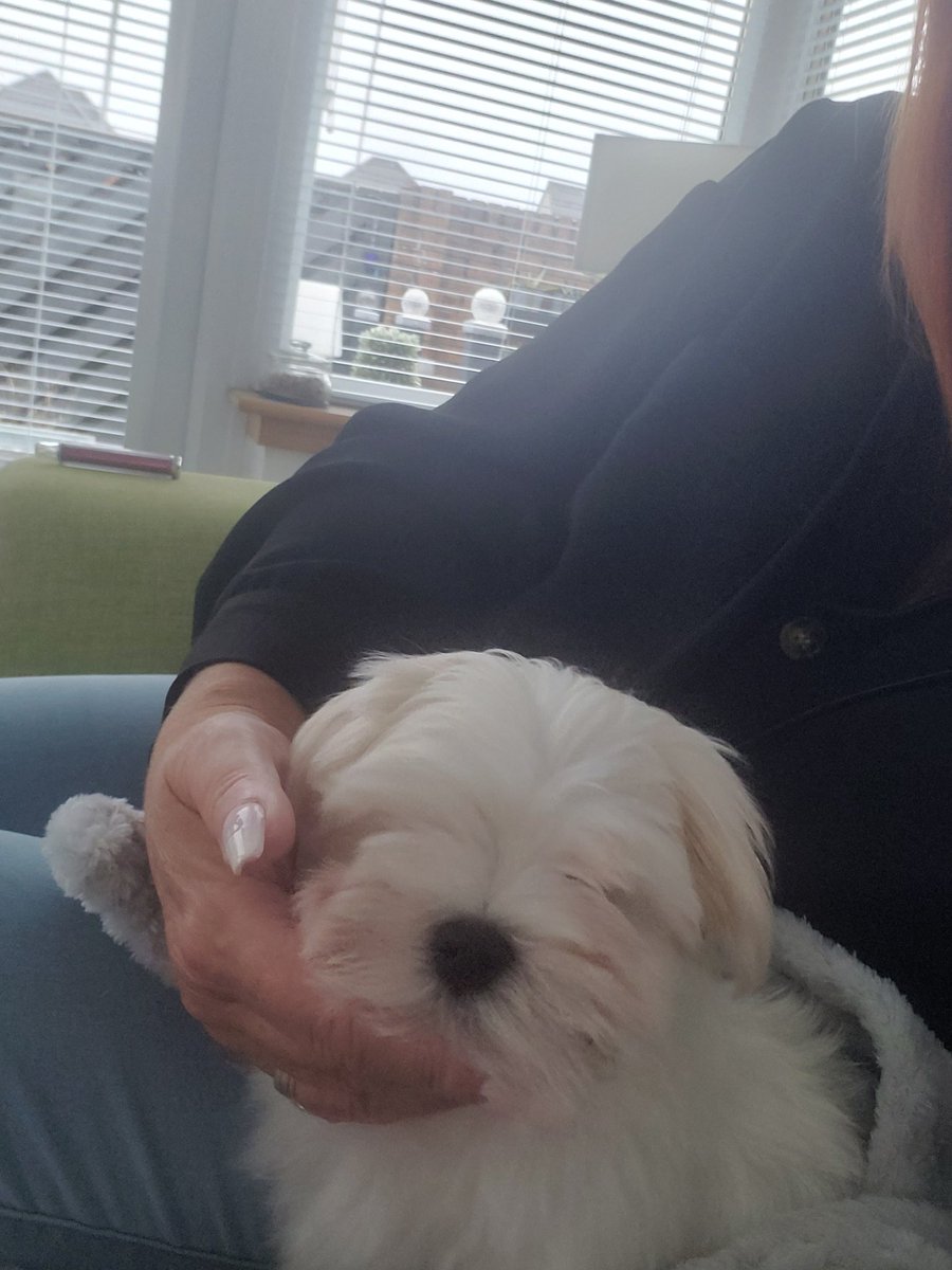 katiec1314's tweet photo. You lot are aw bombed oot. Sorry. Daz the Dug is home 🥰😍 I'm in love
#DogsofTwittter
#indydog https://t.co/F4kea2OhuH