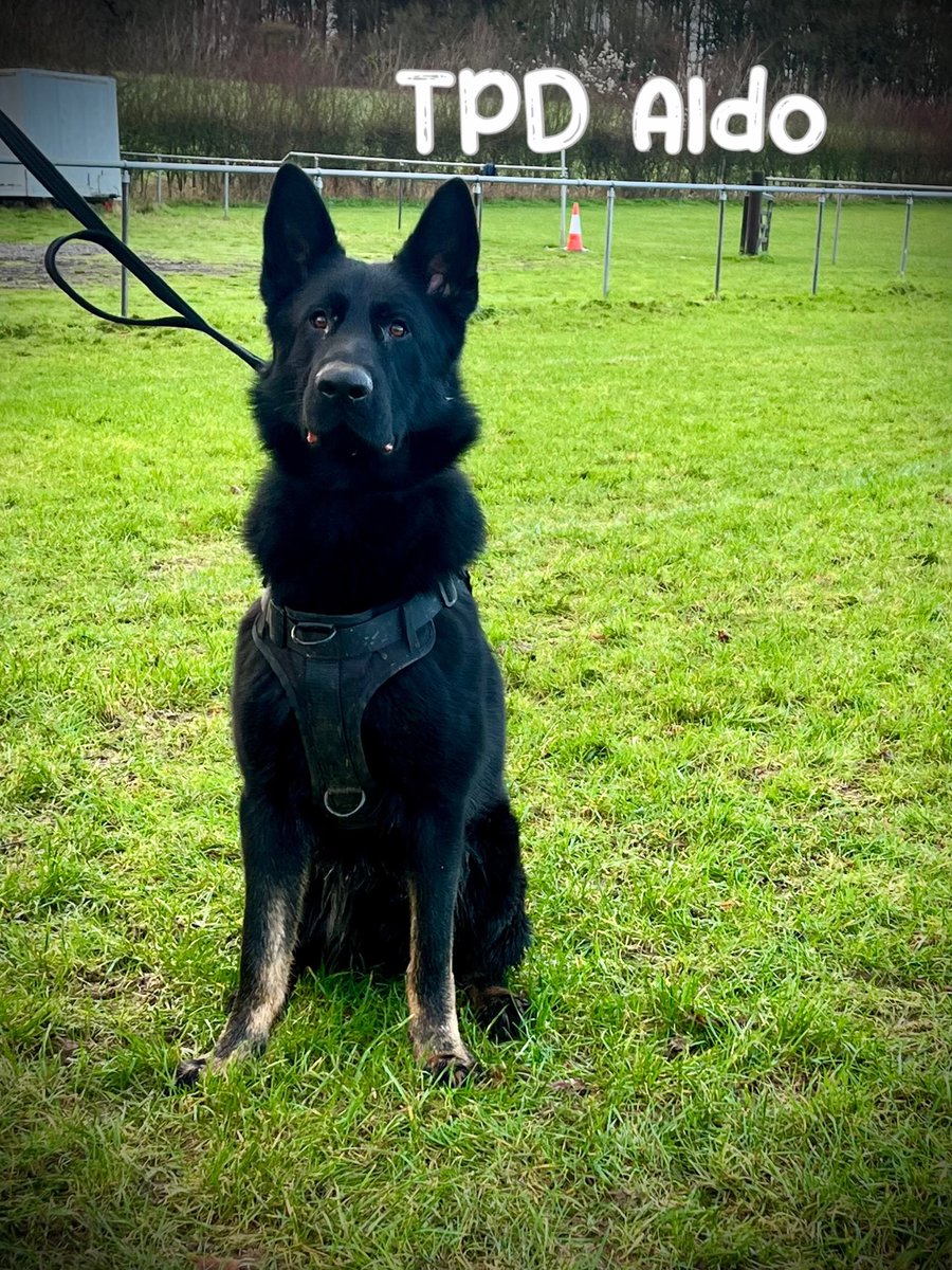 HantsTVPolDogs's tweet photo. Say hello ๐ to our new recruits who started their GP initial training this weekโฆ TPDโs Aldo, Axel, Raven and Rockyโฆ.wish them luck over the next 12 weeks and follow their progress here ๐พ๐๐ค๐ป #NewDogs #PoliceDogToBe #GPInitial https://t.co/WaExk2VypO