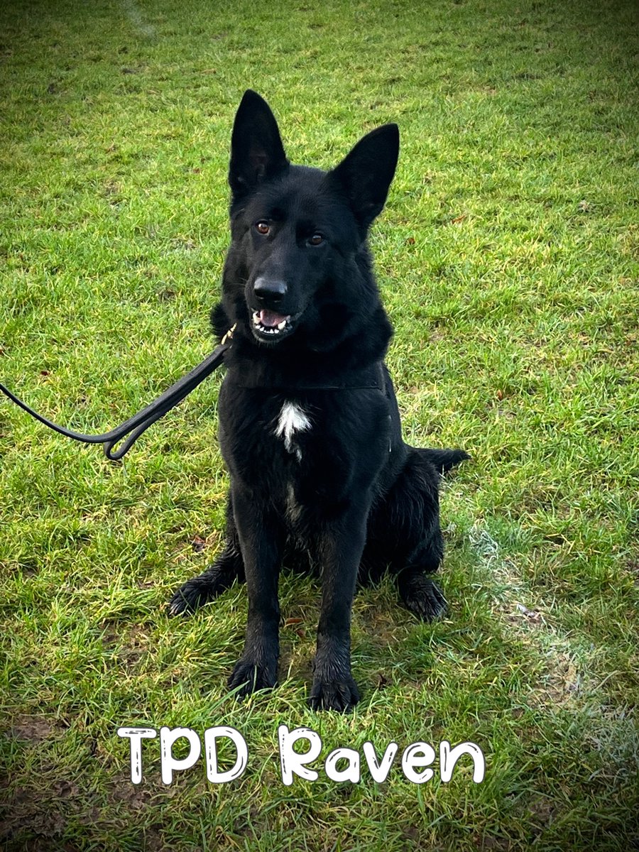 HantsTVPolDogs's tweet photo. Say hello ๐ to our new recruits who started their GP initial training this weekโฆ TPDโs Aldo, Axel, Raven and Rockyโฆ.wish them luck over the next 12 weeks and follow their progress here ๐พ๐๐ค๐ป #NewDogs #PoliceDogToBe #GPInitial https://t.co/WaExk2VypO