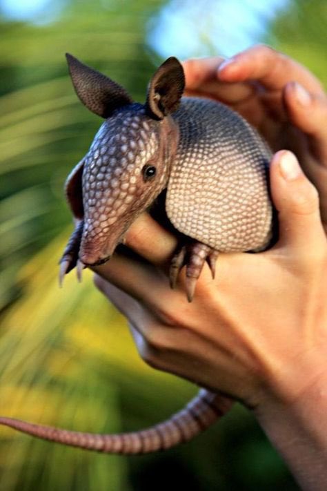 Fun fact: over 20% of armadillos carry leprosy but it’s ok because they are cute little weirdos #NatureTimeWithMissy