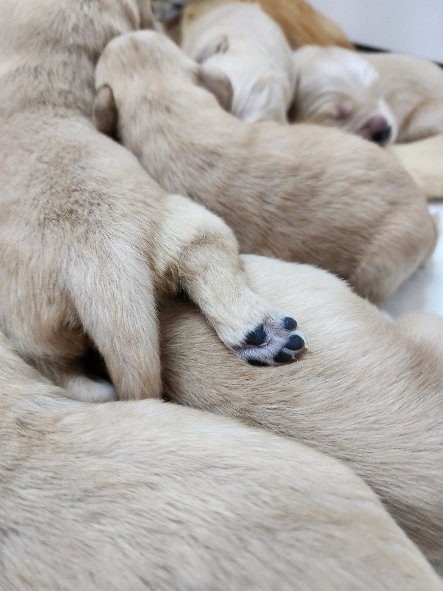 Muito amor! 😍🐶💛🍼 #goldenretriever #goldenretrievers #goldenretrieverpuppy #goldenretrieversofinstagram #goldenretrieverlove #goldenretrieversworld #goldenretrieverworld