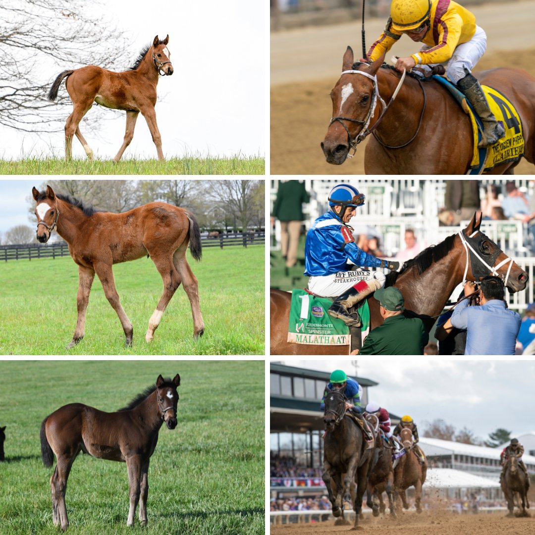 StonestreetFarm's tweet photo. Congratulations to the connections of #BredandRaised MALATHAAT, CLAIRIERE, and GOODNIGHT OLIVE! This trio of Stonestreet bred G1 winners are Eclipse Awards finalists for Champion Older Dirt Female 🏆 Best of luck! #GradedGrads #StonestreetStables @HillnDaleFarm @ShadwellStud https://t.co/DGnI7738tM