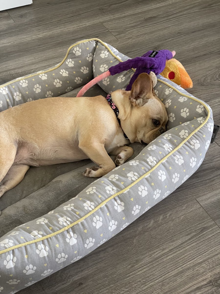 My office mate’s productivity level today is subpar, but her cuteness level is off the charts!