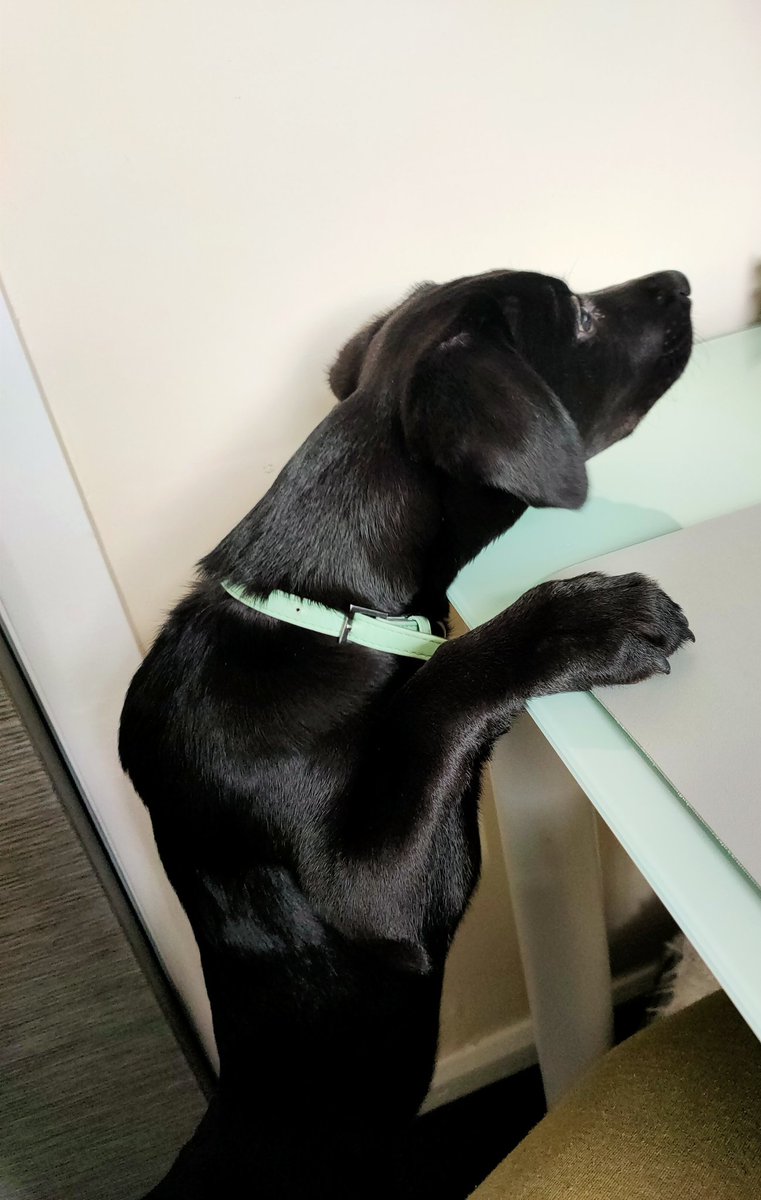 Someone's very keen to help with reviewing EPADS 🐶 some great reads so far!  #puncpets <a href="/PUNC14/">Punc</a>