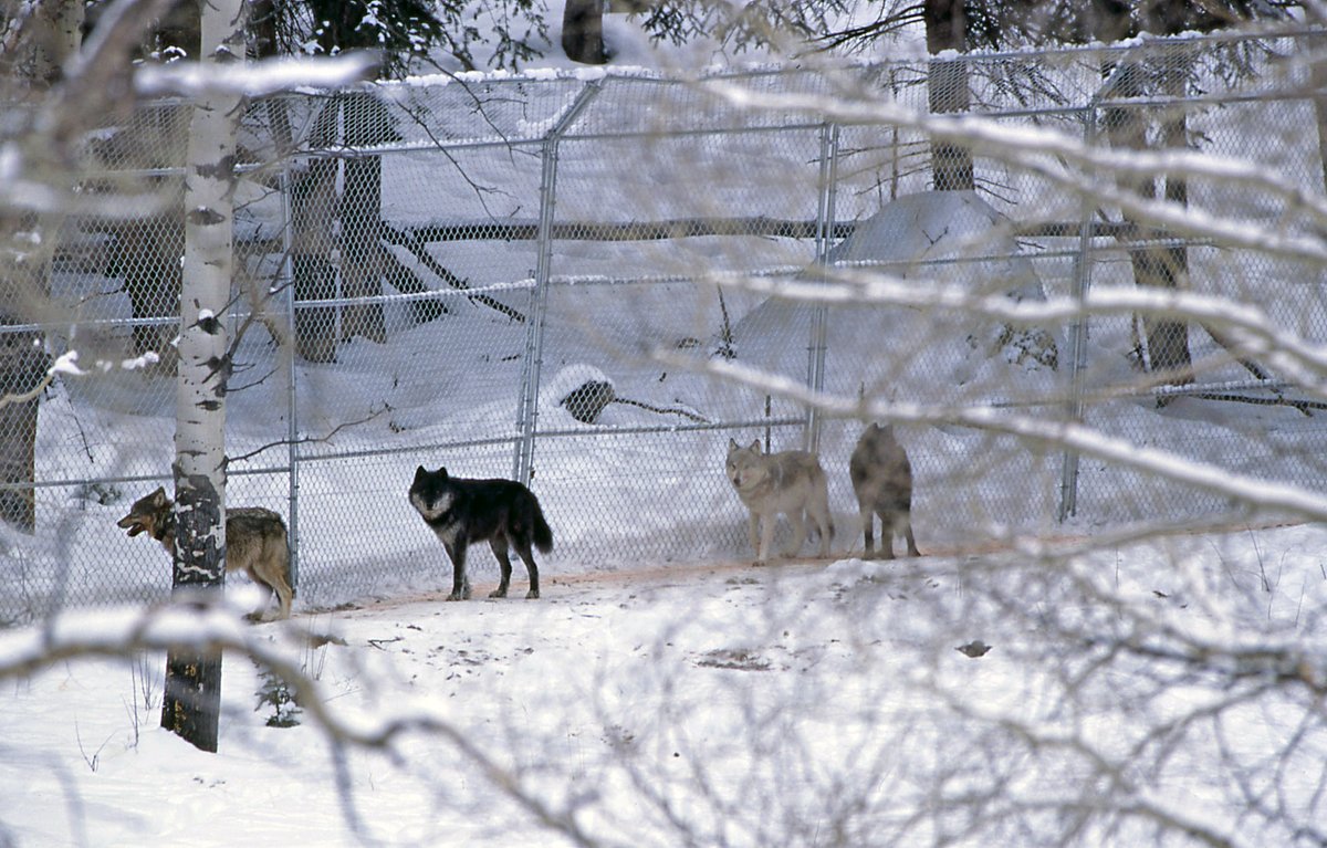 On this day in 1995, trucks carrying wolves arrived at the North Entrance and marked the beginning of that species’ restoration in Yellowstone. On March 21, 1995 they were released--making it possible to see a wild wolf in Yellowstone for the first time in nearly 70 years.