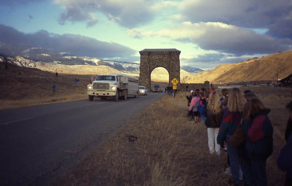 YellowstoneNPS's tweet photo. On this day in 1995, trucks carrying wolves arrived at the North Entrance and marked the beginning of that species’ restoration in Yellowstone. On March 21, 1995 they were released--making it possible to see a wild wolf in Yellowstone for the first time in nearly 70 years. https://t.co/bJo7qigCwG