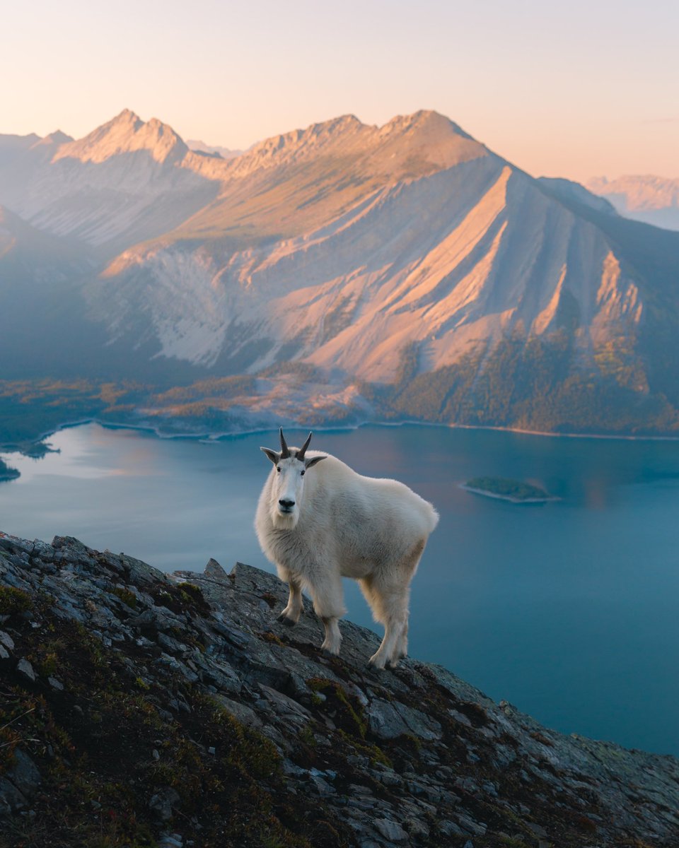 nathanaelbee's tweet image. Gm 🐐