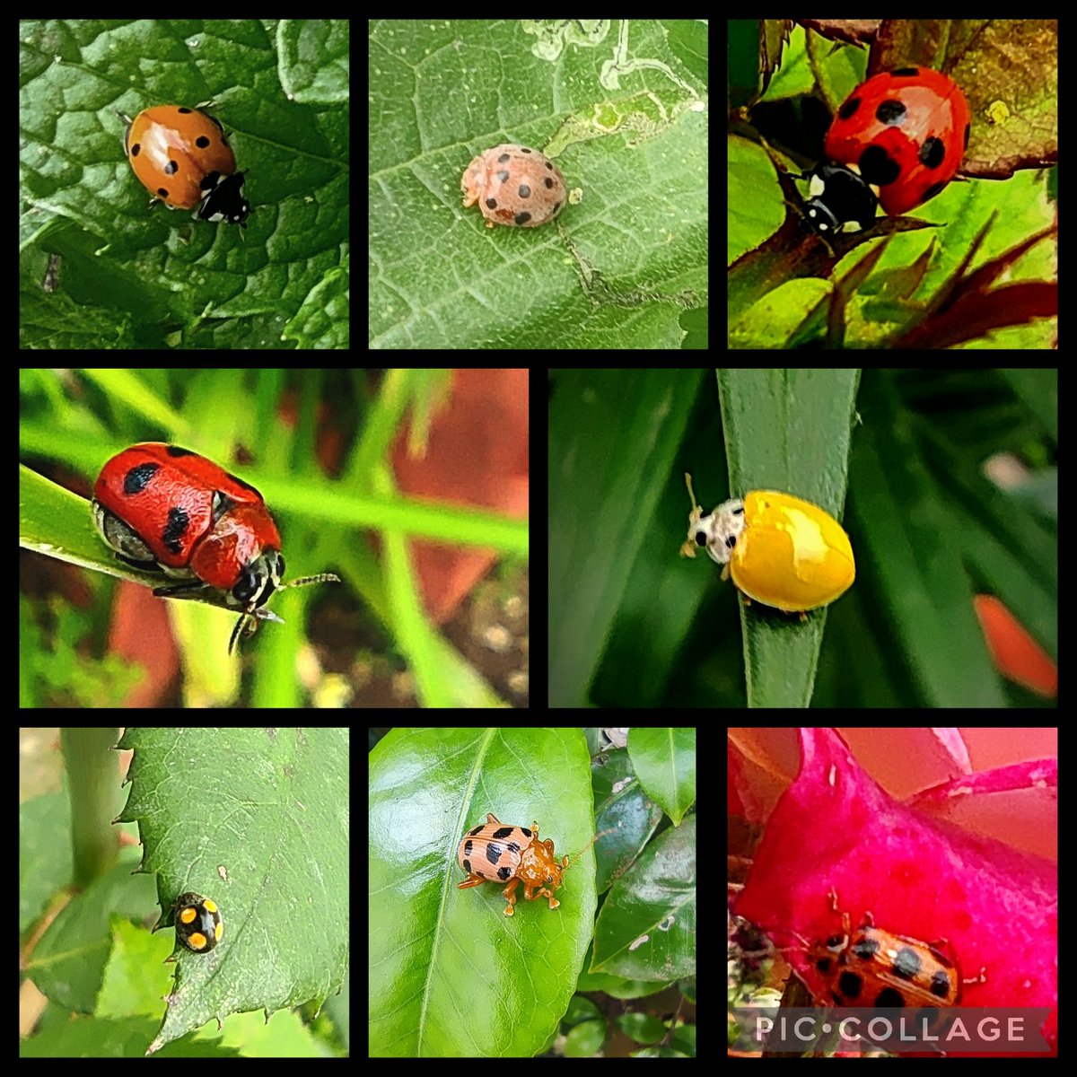 Lady bugs/ lady beetles from 2022... @IndiAves @MistyNelson67 @DavidMariposa1 #InsectThursday #insects #NaturePhotography #TwitterNatureCommunity #wayToWild #ThePhotoHour