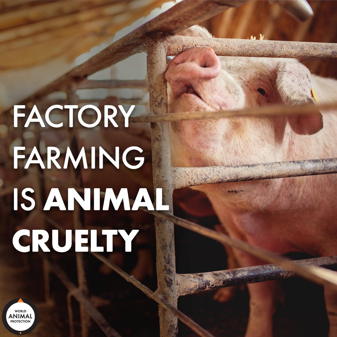MoveTheWorldUS's tweet photo. 🗣️ FACTORY FARMING IS ANIMAL CRUELTY ⠀ https://t.co/Vj89o4KUWb