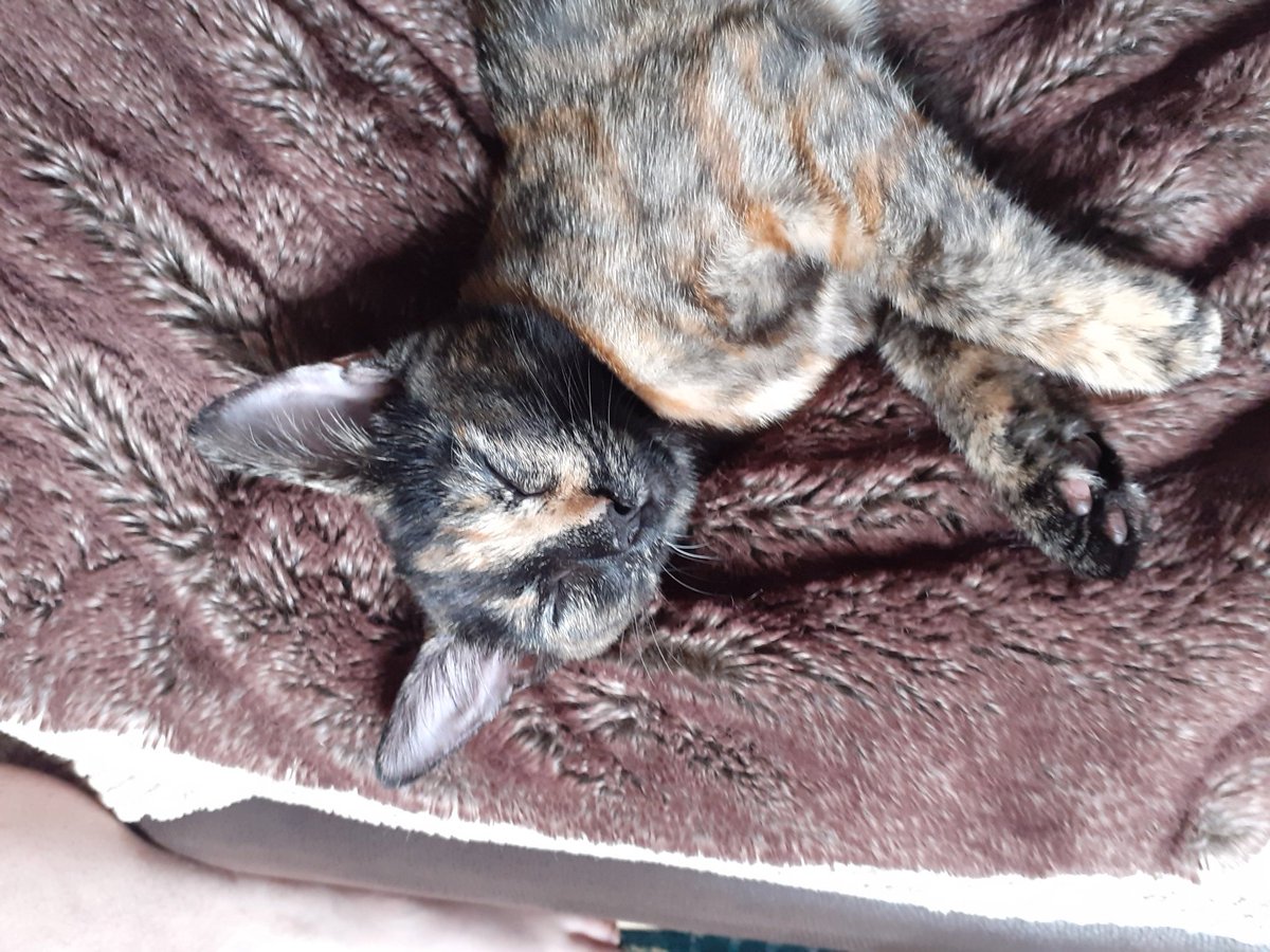 Wolfie_Harding's tweet photo. @feefal_ First two pics are of my Bandito (Bandit) she is the runt if her litter and last two are of her older sister Buffy https://t.co/EAVWUU29Eq