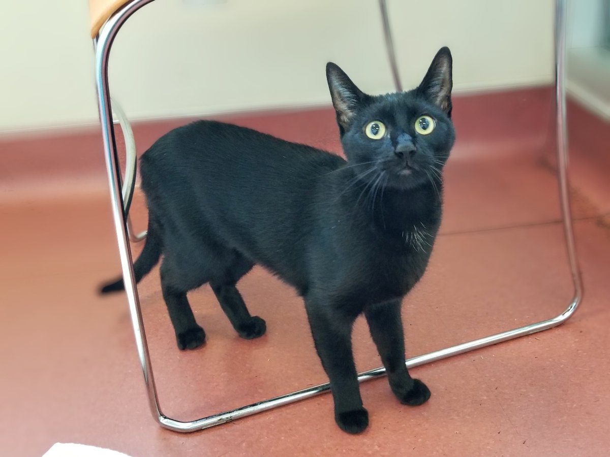 965KOIT's tweet photo. @PeninsulaHumane Pet of the week is Kitty! She loves to play and when it comes to cat toys, she is a ruthless huntress. She's a rambunctious and social goofball. Seeking a fun-loving cat who’ll chirpily respond to a “here kitty” call? ID A919562. https://t.co/eQXS7KLMpX