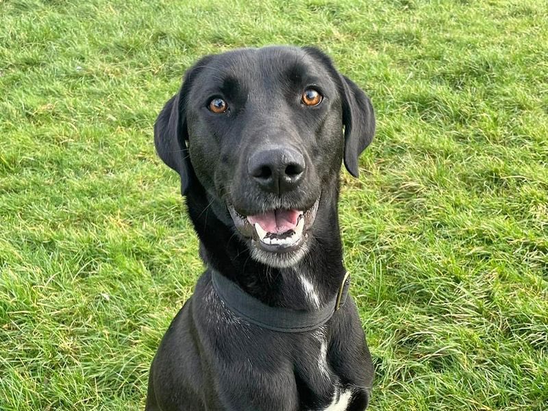 DT_Essex's tweet photo. New to the website this week! 📣

Meet Axel: https://t.co/BXJHLRrmqn

Meet Bart: https://t.co/e1nRUinPPJ

Meet Myla: https://t.co/EvCJ2ljfjb

Meet Poppy: https://t.co/OKtFUe24pe 

All these cuties are looking for homes now! 🏡 @dogstrust https://t.co/vo1CeRuWBC