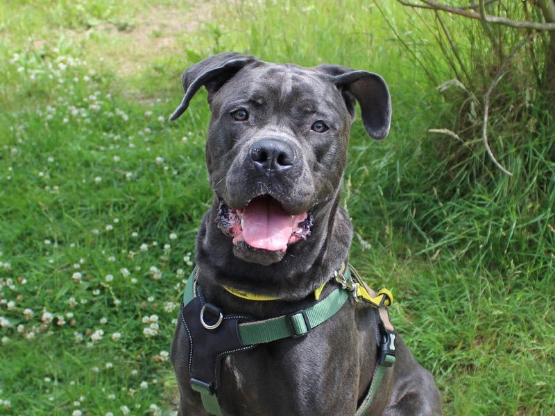 DT_Essex's tweet photo. New to the website this week! 📣

Meet Axel: https://t.co/BXJHLRrmqn

Meet Bart: https://t.co/e1nRUinPPJ

Meet Myla: https://t.co/EvCJ2ljfjb

Meet Poppy: https://t.co/OKtFUe24pe 

All these cuties are looking for homes now! 🏡 @dogstrust https://t.co/vo1CeRuWBC